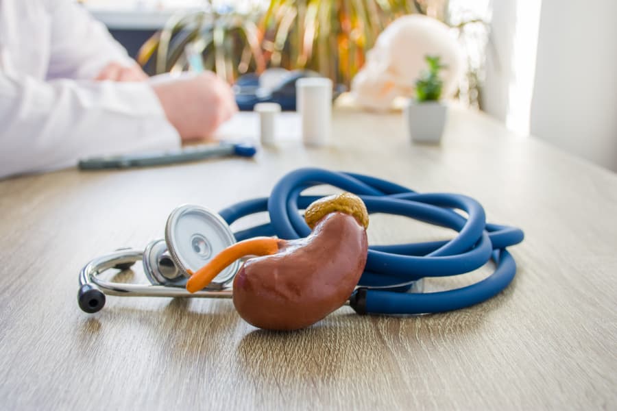 Model kidney and stethoscope on doctor’s desk