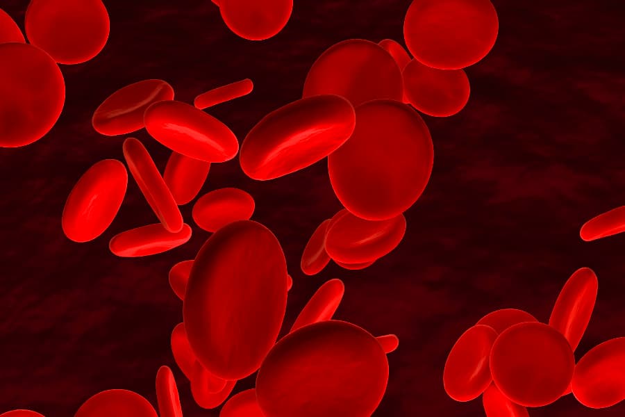 Red blood cells in bloodstream