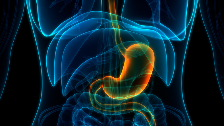 Illustration of human digestive system